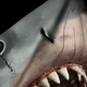 Illustration for article titled A 1:6 Scale Replica Of The iJaws/i Shark, To Feast Upon Your Figures